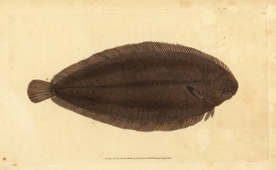 Jazyk obecný nebo jazyk doverský, Solea solea (Pleuronectes solea). Ručně kolorovaný mědiryt nakreslený a rytý Edwardem Donovanem z jeho Natural History of British Fishes, Donovan a F.C. a J. Rivington, Londýn od Edward Donovan
