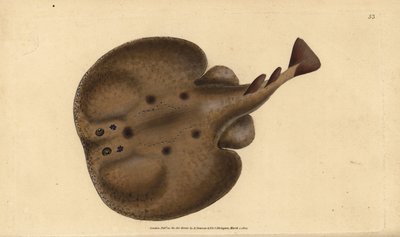 Běžné torpédo nebo elektrický paprsek s očima, torpédo Raja. Ručně kolorovaný mědiryt nakreslený a rytý Edwardem Donovanem z jeho Natural History of British Fishes, Donovan a F.C. a J. Rivington, Londýn od Edward Donovan