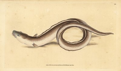 Conger úhoř, Muraena conger. Ručně kolorovaný mědiryt nakreslený a rytý Edwardem Donovanem z jeho Natural History of British Fishes, Donovan a F.C. a J. Rivington, Londýn od Edward Donovan