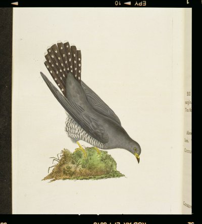 Kukačka z „Dějiny britských ptáků“, 1799 od Edward Donovan