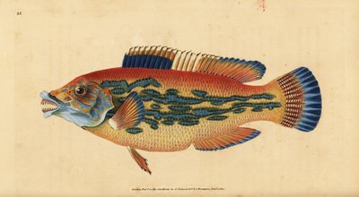 pyskoun kukačký, Labrus mixtus (pyskoun pruhovaný, Labrus variegatus). Ručně kolorovaný mědiryt nakreslený a rytý Edwardem Donovanem z jeho Natural History of British Fishes, Donovan a F.C. a J. Rivington, Londýn od Edward Donovan