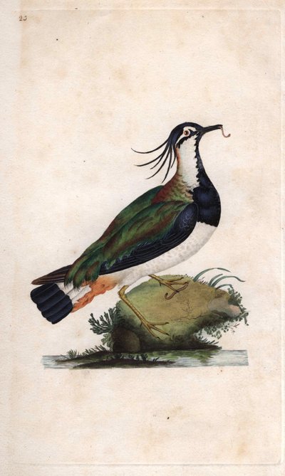 Čejka čejka. Vanellus vanellus (Tringa vanellus). Mědirytina Edwarda Donovana (1768-1837), publikovaná v Natural History of British Birds, Londýn od Edward Donovan