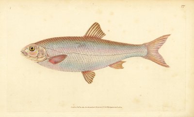 Dace, Leuciscus leuciscus (Cyprinus leuciscus). Ručně kolorovaný mědiryt nakreslený a rytý Edwardem Donovanem z jeho Natural History of British Fishes, Donovan a F.C. a J. Rivington, Londýn od Edward Donovan