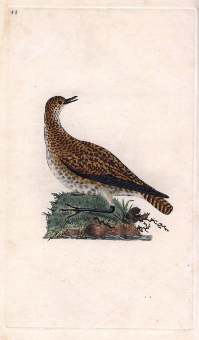 Dore kulík. Pluvialis apricaria (Charadrius pluvialis). Mědirytina Edwarda Donovana (1768-1837), publikovaná v Natural History of British Birds, Londýn od Edward Donovan