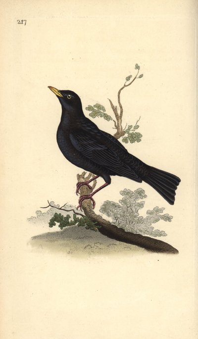 Euroasijský kos, Turdus merula. Ručně kolorovaný mědiryt nakreslený a rytý Edwardem Donovanem z jeho vlastní „Přírodopisné historie britských ptáků“, Londýn od Edward Donovan
