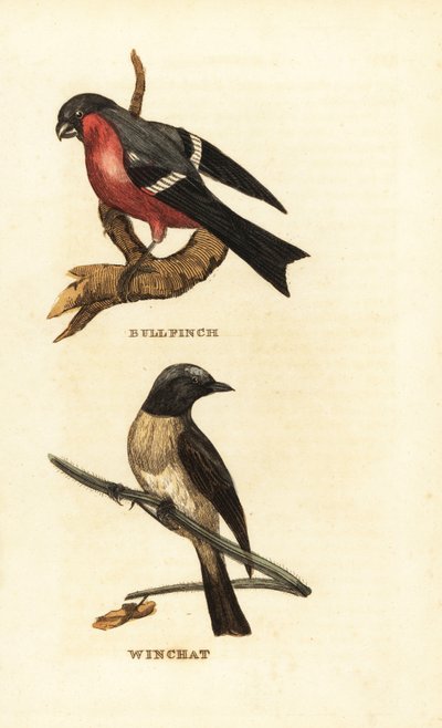 Hýl obecný, Pyrrhula pyrrhula a hýl obecný, Saxicola rubetra od Edward Donovan