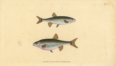 střevle, Phoxinus phoxinus (Minow, Cyprinus phoxinus). Ručně kolorovaný mědiryt nakreslený a rytý Edwardem Donovanem z jeho Natural History of British Fishes, Donovan a F.C. a J. Rivington, Londýn od Edward Donovan