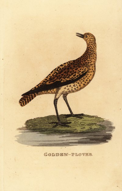 Kulík evropský, Pluvialis apricaria od Edward Donovan