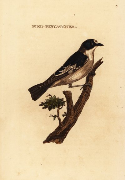 Lejsek strakatý, Ficedula hypoleuca od Edward Donovan