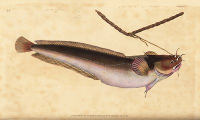 Houpací pětivous, Ciliata mustela (treska pětivousá, Gadus mustela). Ručně kolorovaný mědiryt nakreslený a rytý Edwardem Donovanem z jeho Natural History of British Fishes, Donovan a F.C. a J. Rivington, Londýn od Edward Donovan
