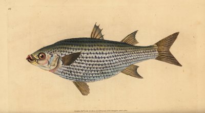 Parmice ploskohlavé, Mugil cephalus. Ručně kolorovaný mědiryt nakreslený a rytý Edwardem Donovanem z jeho Natural History of British Fishes, Donovan a F.C. a J. Rivington, Londýn od Edward Donovan