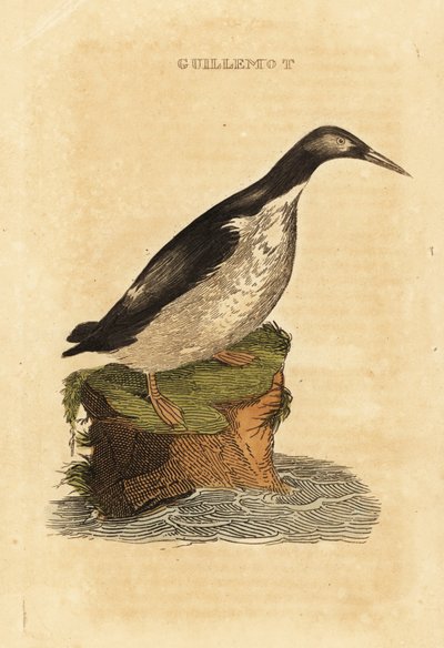 Pošetilý guillemot, Uria aalge od Edward Donovan