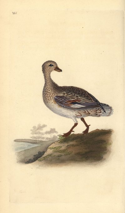 Gadwall (žena), Anas strepera. Ručně kolorovaný mědiryt nakreslený a rytý Edwardem Donovanem z jeho vlastní „Přírodopisné historie britských ptáků“, Londýn od Edward Donovan
