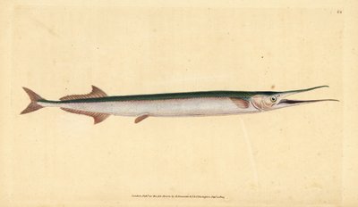 Mořská štika nebo mořská jehla, Belone belone (Mořská štika nebo gar-fish, Esox belone). Ručně kolorovaný mědiryt nakreslený a rytý Edwardem Donovanem z jeho Natural History of British Fishes, Donovan a F.C. a J. Rivington, Londýn od Edward Donovan