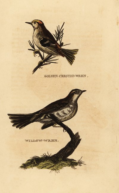Goldcrest, Regulus regulus a pěnice vrbová, Phylloscopus trochilus od Edward Donovan