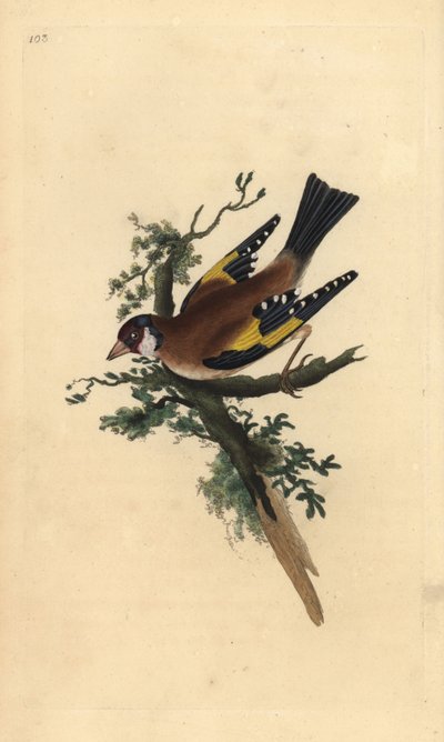 Zlatohlávek obecný, Carduelis carduelis. Ručně kolorovaná mědirytina, kterou nakreslil a vyryl Edward Donovan podle své vlastní "Natural History of British Birds", Londýn. od Edward Donovan