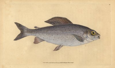 Lipan podhorní, Thymallus thymallus (Salmo thymallus). Ručně kolorovaná mědirytina nakreslená a vyrytá Edwardem Donovanem z jeho Natural History of British Fishes, Donovan and F.C. and J. Rivington, London. od Edward Donovan
