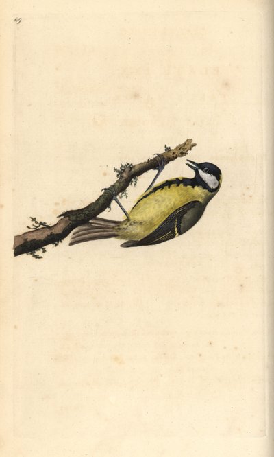 Sýkora koňadra, Parus Major. Ručně kolorovaný mědiryt nakreslený a rytý Edwardem Donovanem z jeho vlastní „Přírodopisné historie britských ptáků“, Londýn od Edward Donovan