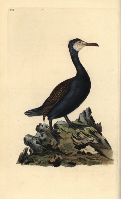 Kormorán velký, Phalacrocorax carbo. Ručně kolorovaný mědiryt nakreslený a rytý Edwardem Donovanem z jeho vlastní „Přírodopisné historie britských ptáků“ (1794-1819). Edward Donovan (1768-1837) byl anglo-irský amatérský zoolog, spisovatel, umělec a rytec.  od Edward Donovan