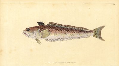 Weever větší, Trachinus draco (snovač velký, Trachinus major). Ručně kolorovaný mědiryt nakreslený a rytý Edwardem Donovanem z jeho Natural History of British Fishes, Donovan a F.C. a J. Rivington, Londýn od Edward Donovan
