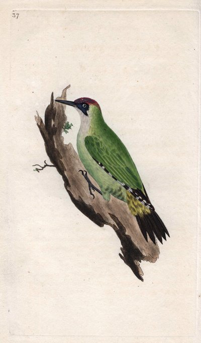 Datel zelený. Picus viridis. Mědirytina Edwarda Donovana (1768-1837), publikovaná v Natural History of British Birds, Londýn od Edward Donovan