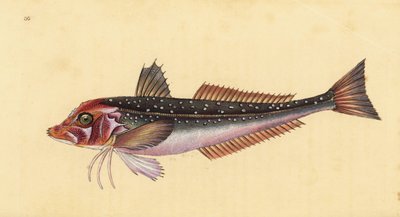 Šedý gurnard, Eutrigla gurnardus (Trigla gurnardus). Ručně kolorovaný mědiryt nakreslený a rytý Edwardem Donovanem z jeho Natural History of British Fishes, Donovan a F.C. a J. Rivington, Londýn od Edward Donovan