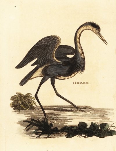 Volavka popelavá, Ardea cinerea od Edward Donovan