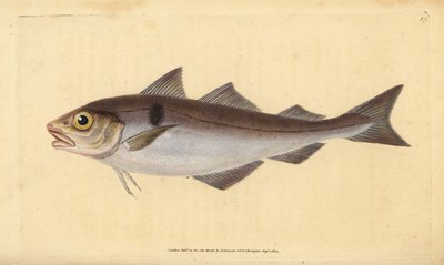 Treska jednoskvrnná, Melanogrammus aeglefinus (Gadus aeglefinus). Zranitelný. Ručně kolorovaný mědiryt nakreslený a rytý Edwardem Donovanem z jeho Natural History of British Fishes, Donovan a F.C. a J. Rivington, Londýn od Edward Donovan