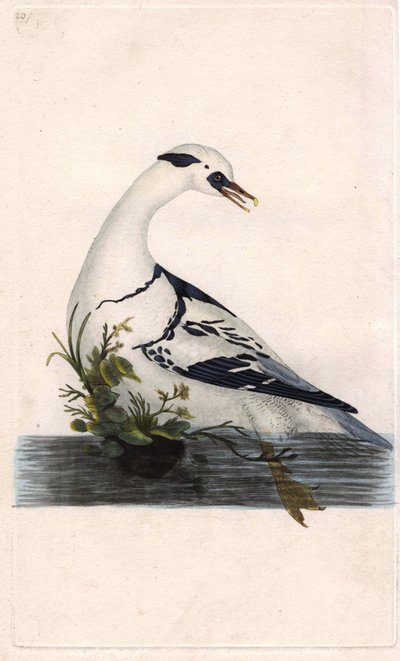 Harle pěšáci. Mergus albellus. Mědirytina Edwarda Donovana (1768-1837), publikovaná v Natural History of British Birds, Londýn od Edward Donovan