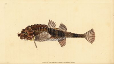 Hooknos, Agonus cataphractus (Pogge nebo ozbrojený býčí hlava, Cottus cataphractus). Ručně kolorovaný mědiryt nakreslený a rytý Edwardem Donovanem z jeho Natural History of British Fishes, Donovan a F.C. a J. Rivington, Londýn od Edward Donovan