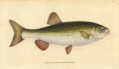 Ide, Leuciscus idus (Chub, Cyprinus jeses). Ručně kolorovaný mědiryt nakreslený a rytý Edwardem Donovanem z jeho Natural History of British Fishes, Donovan a F.C. a J. Rivington, Londýn od Edward Donovan