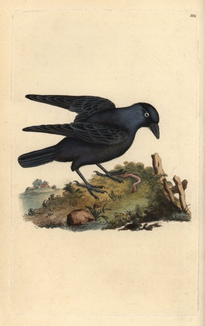 Kavka, Corvus monedula, s červem. Ručně kolorovaný mědiryt nakreslený a rytý Edwardem Donovanem z jeho vlastní „Přírodopisné historie britských ptáků“ (1794-1819). Edward Donovan (1768-1837) byl anglo-irský amatérský zoolog, spisovatel, umělec a rytec. On od Edward Donovan