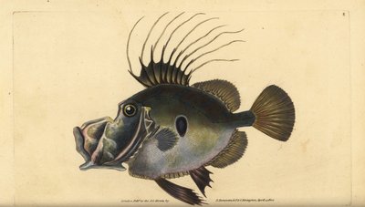 John Dory nebo Doree, Zeus faber. Ručně kolorovaný mědiryt nakreslený a rytý Edwardem Donovanem z jeho Natural History of British Fishes, Donovan a F.C. a J. Rivington, Londýn od Edward Donovan