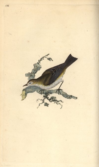 Malý pettychaps, hippolay motacilla. Ručně kolorovaná mědirytina, kterou nakreslil a vyryl Edward Donovan podle své vlastní "Natural History of British Birds", Londýn. od Edward Donovan