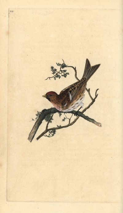Lesser redpoll, Carduelis kabaret. Ručně kolorovaný mědiryt nakreslený a rytý Edwardem Donovanem z jeho vlastní „Přírodopisné historie britských ptáků“, Londýn od Edward Donovan