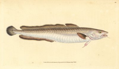 Mník mořský, Molva molva (Gadus molva). Ručně kolorovaná mědirytina nakreslená a vyrytá Edwardem Donovanem z knihy Natural History of British Fishes, Donovan and F.C. and J. Rivington, London. od Edward Donovan