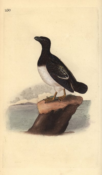 Little auk nebo Dovekie (samice), Alle. Ručně kolorovaný mědiryt nakreslený a rytý Edwardem Donovanem z jeho vlastní „Přírodopisné historie britských ptáků“, Londýn od Edward Donovan