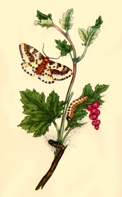 „Pobřežní můra na Maggi: Flanae grossularizata“, 1813, 1945. od Edward Donovan