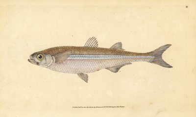 Středozemní písek čichal nebo evropská atherine, Atherina hepsetus. Ručně kolorovaný mědiryt nakreslený a rytý Edwardem Donovanem z jeho Natural History of British Fishes, Donovan a F.C. a J. Rivington, Londýn od Edward Donovan