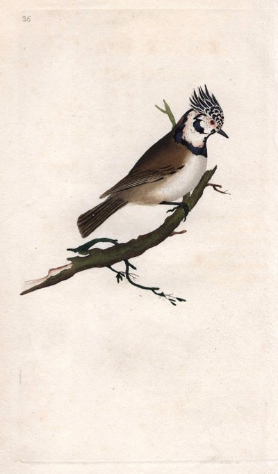 Sýkora chocholatá. Lopophanes cristatus cristatus (Parus cristatus). Mědirytina Edwarda Donovana (1768-1837), publikovaná v Natural History of British Birds, Londýn od Edward Donovan