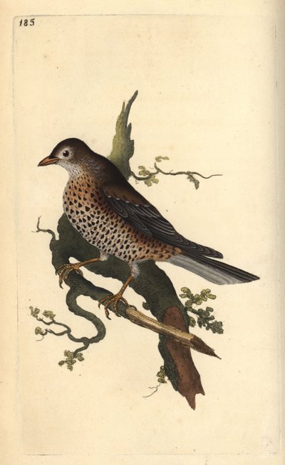 Drozd jmelí, Turdus viscivorus. Ručně kolorovaný mědiryt nakreslený a rytý Edwardem Donovanem z jeho vlastní „Přírodopisné historie britských ptáků“, Londýn od Edward Donovan