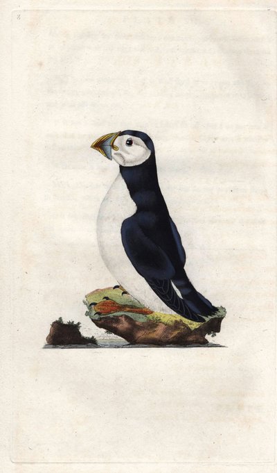 Monk shearwater. Fratercula arctica (Alca arctica). Mědirytina Edwarda Donovana (1768-1837), publikovaná v Natural History of British Birds, Londýn od Edward Donovan