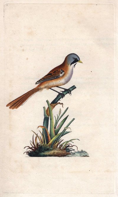 Knír (paseriformní). Panurus biarmicus (Parus biarmicus). Mědirytina Edwarda Donovana (1768-1837), publikovaná v Natural History of British Birds, Londýn od Edward Donovan