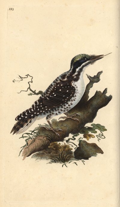 Datel tříprstý severní. Picoides tridactylus. Ručně kolorovaná mědirytina, kterou nakreslil a vyryl Edward Donovan podle své vlastní "Natural History of British Birds", Londýn. od Edward Donovan