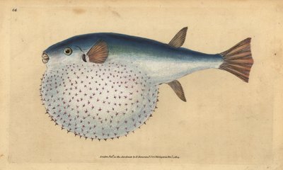 Oceánský puffer, Lagocephalus lagocephalus (ryba kulovitá, Tetrodon stellatus). Ručně kolorovaný mědiryt nakreslený a rytý Edwardem Donovanem z jeho Natural History of British Fishes, Donovan a F.C. a J. Rivington, Londýn od Edward Donovan