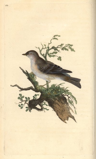 pěnice orfeova, Sylvia hydrtensis, nebo pěnice větší. Ručně kolorovaná mědirytina, kterou nakreslil a vyryl Edward Donovan podle své vlastní "Natural History of British Birds", Londýn. od Edward Donovan