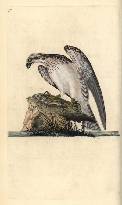 Osprey, Pandion haliaetus, stojící na ulovené rybě. Ručně kolorovaný mědiryt nakreslený a rytý Edwardem Donovanem z jeho vlastní „Přírodopisné historie britských ptáků“, Londýn od Edward Donovan