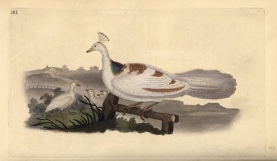 Páví noha, Pavo cristatus, samice s mláďaty. Ručně kolorovaný mědiryt nakreslený a rytý Edwardem Donovanem z jeho vlastní „Přírodopisné historie britských ptáků“, Londýn od Edward Donovan