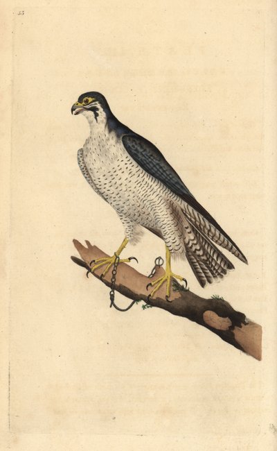 Sokol stěhovavý, Falco peregrinus, připoutaný k větvi. Ručně kolorovaný mědiryt nakreslený a vyrytý Edwardem Donovanem z jeho vlastní „Přírodopisné historie britských ptáků“, Londýn od Edward Donovan