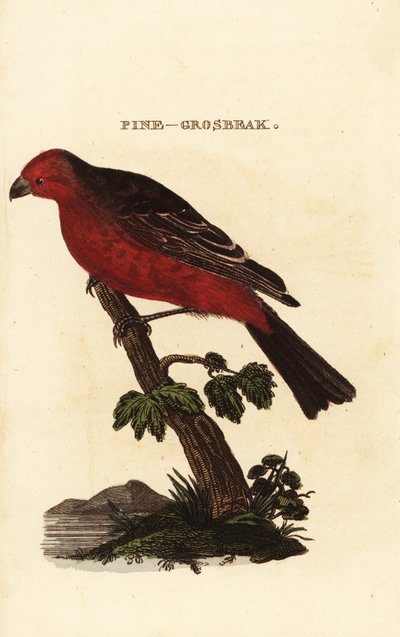 Pine grosbeak, Pinicola enucleator od Edward Donovan